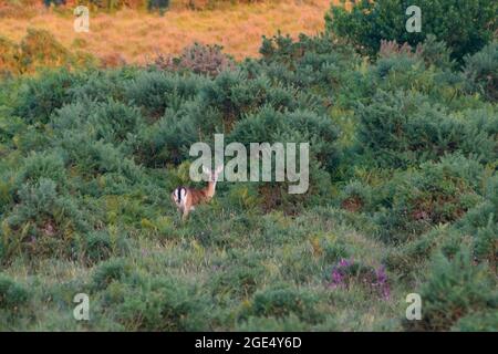 Allow cervi, New Forest, Hampshire, Regno Unito nel mese di agosto Foto Stock