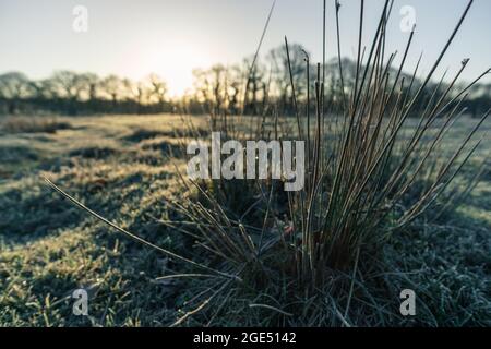 Particolare di erba surgelata in luce dorata del mattino sul prato invernale Foto Stock