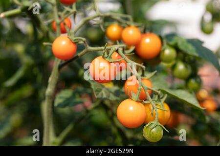 Pomodori ciliegini maturi al sole, coltivati su vite, in luce naturale Foto Stock