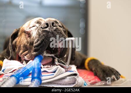 Big Dog intubato in sala operatoria della clinica veterinaria Foto Stock