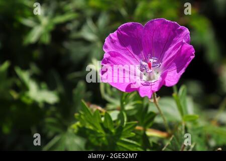 Un unico geranio rosa a becco di gru in fiore Foto Stock
