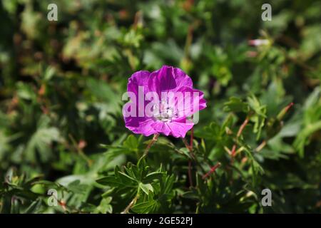 Un unico geranio rosa a becco di gru in fiore Foto Stock