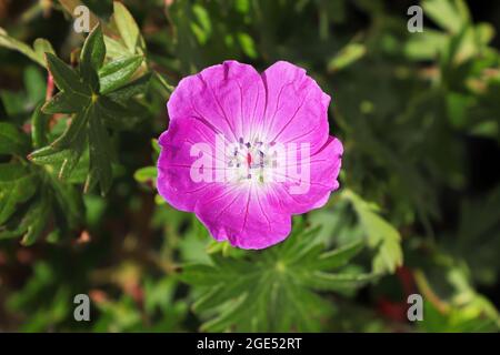 Un unico geranio rosa a becco di gru in fiore Foto Stock