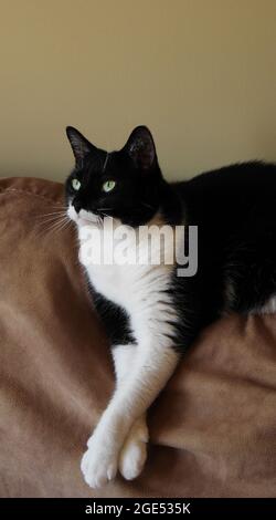 Primo piano di un gatto bianco e nero che si rilassa su un divano marrone in un soggiorno (il nome di Cats è Roxy) Foto Stock