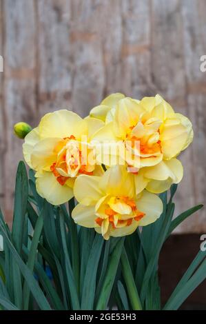 Primo piano del gruppo di Narcissus Tahiti in primavera. Narcissus Tahiti è una divisione gialla e arancione 4 daffodil doppio che è un perenne deciduo Foto Stock