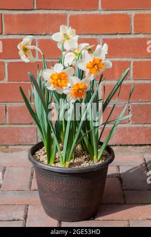 Gruppo di Narcissus Orangery in piantatrice in primavera. Narcissus Orangery è un bianco e arancione divisione 11a corona spaccata perenne & gelo duro daffodil Foto Stock