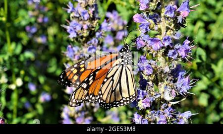 Primo piano di una farfalla monarca che raccoglie nettare dai fiori viola di una pianta bugloss di vipera in un campo Foto Stock