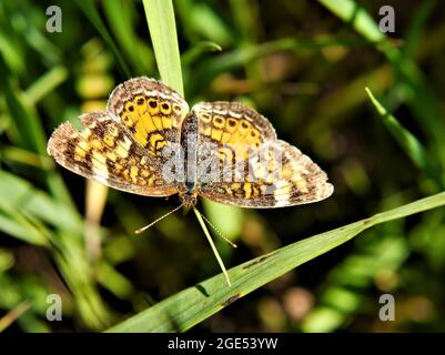 Primo piano di una farfalla a mezzaluna di perla poggiata su una lama di erba in un campo Foto Stock