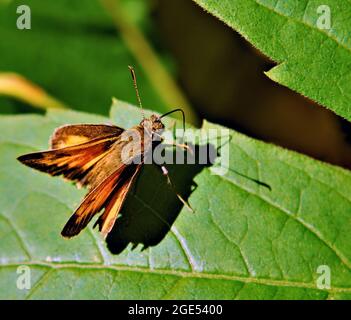 Primo piano di una farfalla arancione dello skipper che riposa alla luce del sole su una foglia di pianta nella foresta Foto Stock