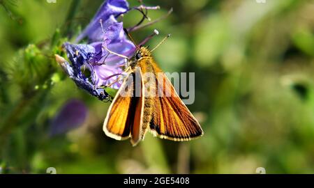 Primo piano di una farfalla skipper arancione che raccoglie nettare dai fiori viola su una pianta bugloss di vipera Foto Stock