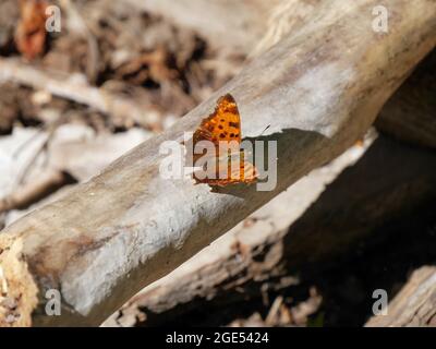 Primo piano di una farfalla a piedi di una virgola orientale che riposa nella foresta su un vecchio ramo di albero caduto alla luce del sole Foto Stock