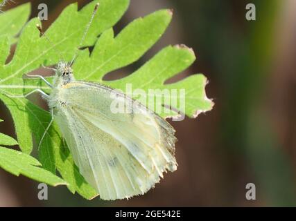 FOTOCAMERA DIGITALE OLYMPUS - primo piano di una farfalla bianca di cavolo che riposa su una foglia di pianta alla luce del sole Foto Stock