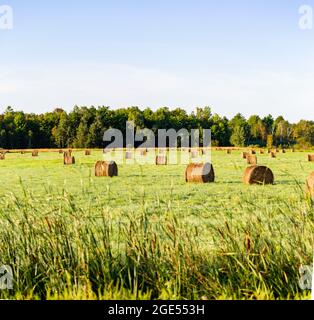 Wausau, Wisconsin fattoria campo con balle rotonde di fieno nel mese di agosto, panorama Foto Stock