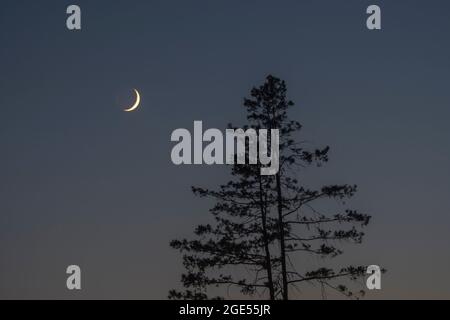 La mezzaluna cerosa della luna e un albero di sequoia nel cielo serale sul lago Washington, visto da Kirkland, Washington state, USA. Foto Stock