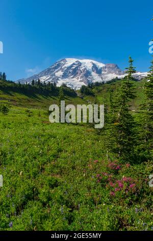 Vista dallo Skyline Trail al paradiso dei fiori selvatici con il Monte Rainier sullo sfondo del Monte Rainier National Park nello stato di Washington, Stati Uniti. Foto Stock