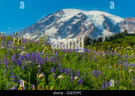 I fiori selvatici, per lo più lupini a foglia larga (Lupin latifolius), lungo il sentiero Skyline al Paradiso con il Monte Rainier sullo sfondo del Monte Rainier Na Foto Stock