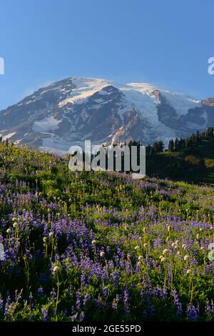 I fiori selvatici, per lo più lupini a foglia larga (Lupin latifolius), lungo il sentiero Skyline al Paradiso con il Monte Rainier sullo sfondo del Monte Rainier Na Foto Stock
