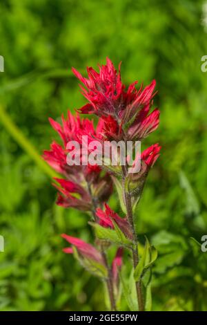 Pennello scarlatto (Castilleja miniata) lungo il sentiero Skyline al Paradiso a Mt. Rainier National Park nello stato di Washington, Stati Uniti. Foto Stock