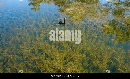 Foto aerea grandangolare di un Cigno Nero in acqua limpida, con cielo che riflette un'abbondante crescita di erbacce visibili sotto la superficie. Foto Stock