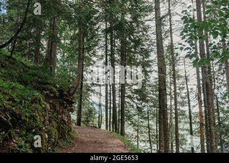 Percorso che attraversa la foresta di conifere in direzione del sole che tramonta. Sentiero escursionistico attraverso la foresta naturale di Abete Foto Stock