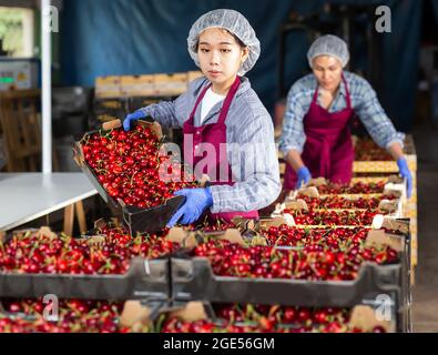 Donna asiatica cernita ciliegie Foto Stock