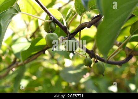Actinidia liana treelike deciduo dioecious crescente in Estremo Oriente e avente altri nomi uva passa o Sultana (uva) Foto Stock