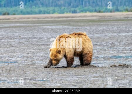 Orso bruno dell'Alaskan a Chinitna Bay Digging delle vongole sulle distese di fango Foto Stock