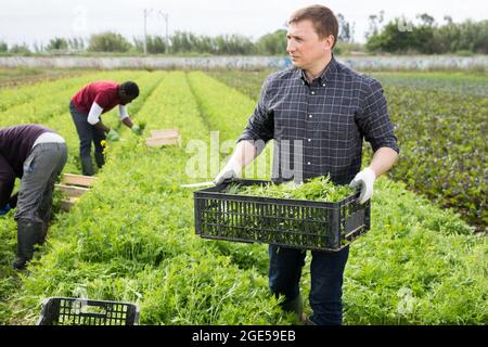 Coltivatore che raccoglie e peeling mizuna verde Foto Stock