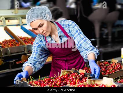 Donna asiatica cernita ciliegie Foto Stock