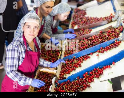 Le donne stanno selezionando le ciliegie Foto Stock