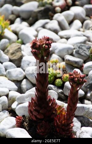 sempervivum montanum in fiore primo piano vivere su rocce soleggiate e luoghi di pietra nel giardino ornamentale in germania Foto Stock