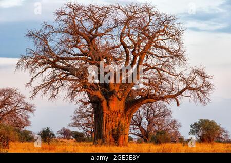 Albero di Baobab, Parco Nazionale di Tarangire, Tanzania. Foto Stock