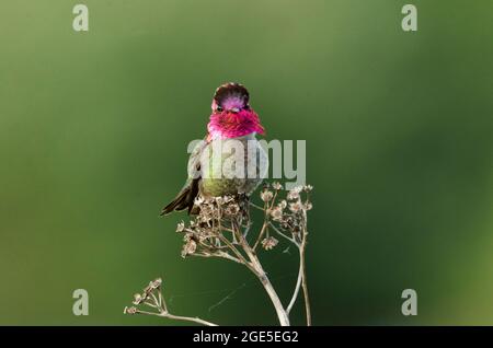 Un maschio di Anna Hummingbird mostra le sue piume iridescenti del gorget, che riflette e rifratta la luce per creare il colore nel modo in cui il sole splendono Foto Stock