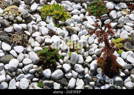 giardino roccioso nel sud della germania con varie piante succulente che crescono nel sole estivo asciutto Foto Stock