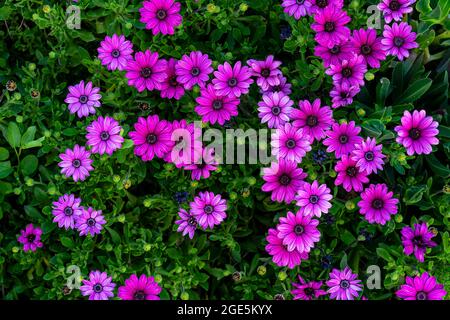 margherite rosa che fioriscono nel campo. Foto Stock