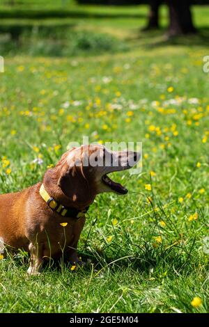 Daschund cane sta giocando con il suo proprietario sull'erba verde nel parco. Foto Stock