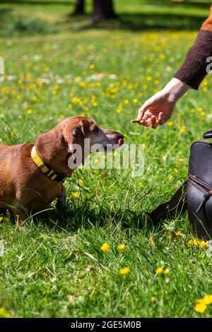 Daschund cane sta giocando con il suo proprietario sull'erba verde nel parco. Foto Stock