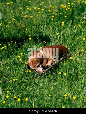 Il cane Daschund gioca con bastone di legno sull'erba verde del parco. Foto Stock