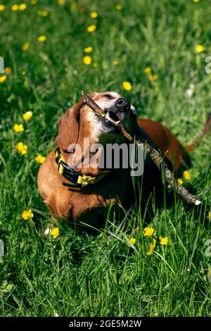 Il cane Daschund gioca con bastone di legno sull'erba verde del parco. Foto Stock