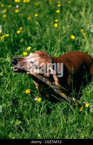 Il cane Daschund gioca con bastone di legno sull'erba verde del parco. Foto Stock