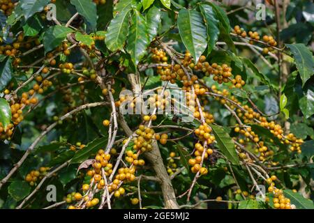 L'albero di caffè giallo borbonico, la varietà di frutti di bosco gialli di Coffea arabica Foto Stock