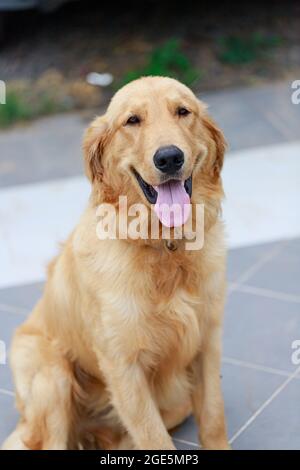 Il simpatico e dorato retriever sta squatting sul pavimento e sorridendo con felicità, un cane felice e amichevole Foto Stock