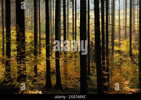 Foresta di abete rosso con rigenerazione incipiente da faggio in autunno, Harz orientale foreland, vicino Mansfeld, Sassonia-Anhalt, Germania Foto Stock