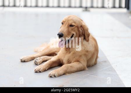 Il simpatico e dorato retriever sta squatting sul pavimento e sorridendo con felicità, un cane felice e amichevole Foto Stock