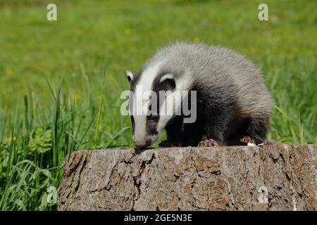 Tasso europeo (Meles meles), giovane seduto su un ceppo di alberi, Rothaargebirge, Renania settentrionale-Vestfalia, Germania Foto Stock