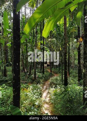 Sentiero che passa attraverso una fattoria di areca noci che mostra un piccolo ponte davanti, Karnataka, India Foto Stock