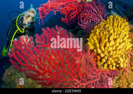 Tuffatore che osserva la frusta Violescente che cambia colore (Paramuricea clavata), accanto ad essa colonia di spugna gialla a tubo (Aplysina aerophoba) Foto Stock