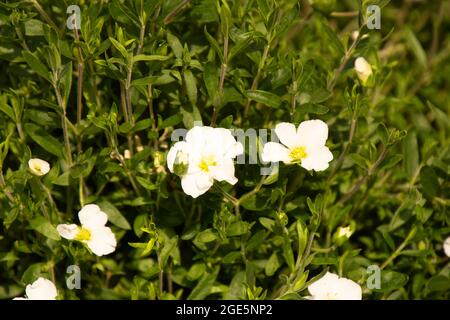 Arenaria montana con fiori bianchi luminosi e minuscoli illuminati dal caldo sole di giugno Foto Stock