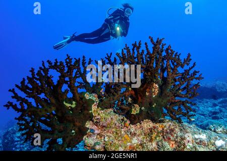 Subacqueo guardando nero Sole Corallo (Tubastraea micranthus), Oceano Indiano, Maldive Foto Stock