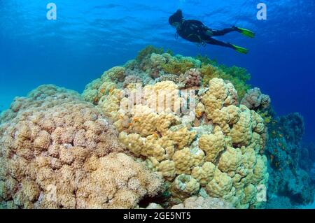 Tuffatore guardando il blocco di corallo con l'anthelia gigante (Anthelia glauca) sulla sinistra, poro coralli (Poriti) sulla destra, Mar Rosso, Hurghada, Egitto Foto Stock